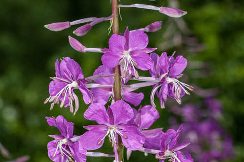 Chamerion angustifolium #13